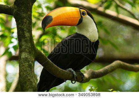 Toucan In A Tree At Parque Das Aves, Foz Do Iguaçu