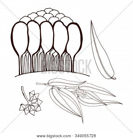 Set Of Eucalyptus Sprigs And Trees. Eucalyptus Grove. Leaves And Buds On A Twig. Use For Logos Of Co