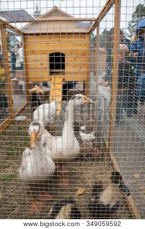 Russia, Khabarovsk, September 8, 2018: Geese, Ducks At Exhibition Of Animal Husbandry