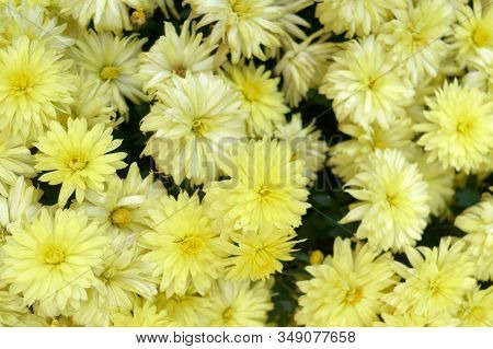 Beautiful Yellow Real Gerbera Daisy Flower Background For Wedding Backdrop. Beautiful Spring Backgro