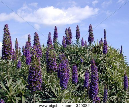 Flores Costa