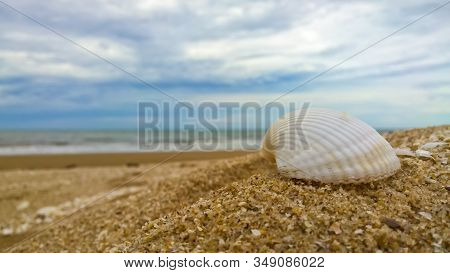White Shell On Beach And Beautiful Blue Sky