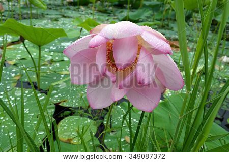 Far Eastern Lotus Komarova With Light Pink Petals On The Background Of The Lotuses Lake, Green Leave