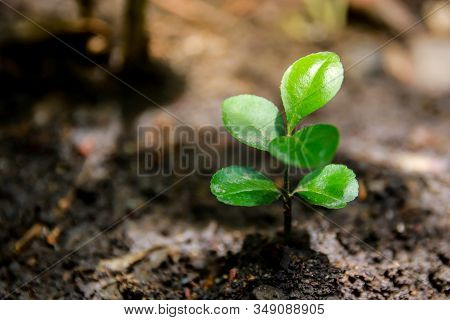 A Little Sapling Of A Growing Orange Tree