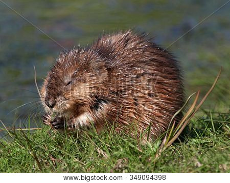 The muskrat (Ondatra zibethicus) in natural habitat