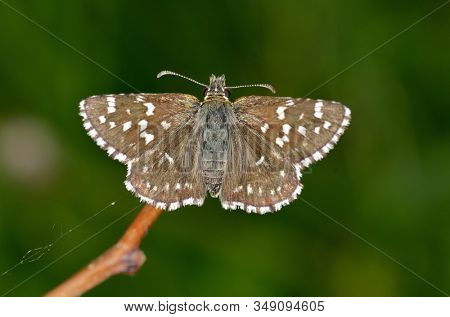 butterfly in natural habitat (pyrgus malvae)