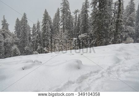 Tall Pine Trees Covered With Fresh Snow On A Himalayan Mountain