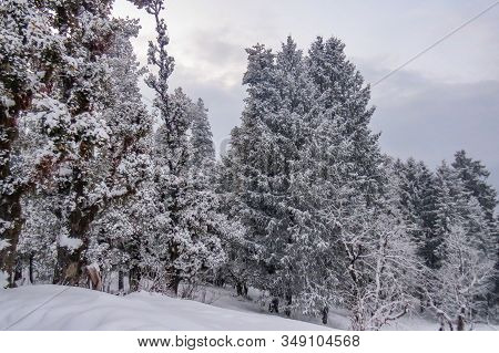 Tall Pine Trees Covered With Fresh Snow On A Himalayan Mountain