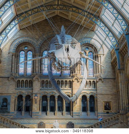 London, United Kingdom- June 2019: Blue Whale Skeleton Hanging From The Ceiling Of The Natural Histo