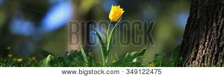 Single Yellow Tulip In Blossoming Between The Grass. The First Flowers In Spring After Hibernation I