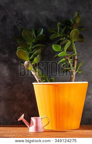 Succulent Plant In Orange Pot.creative Money Tree With Green Leaves In Minimal Style.feng Shui Home