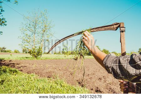 Authentic Rural Farmer Clean Scythe With Grass. Agriculture Worker. Vegetable Garden. Farm Implement