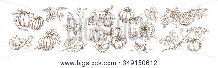 Pumpkin Set Monochrome Drawings Vector Illustration. Traditional Autumn Harvest Whole, Slice And Hal