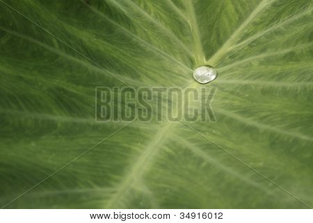 Water Drop On Leaf