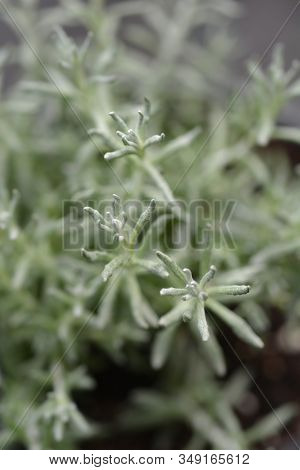 Italian Everlasting Aladin Leaves - Latin Name - Helichrysum Italicum Aladin