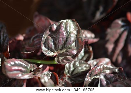 Emerald-ripple Pepper Schumi Red Sienna Sunset - Latin Name - Peperomia Caperate Schumi Red Sienna S