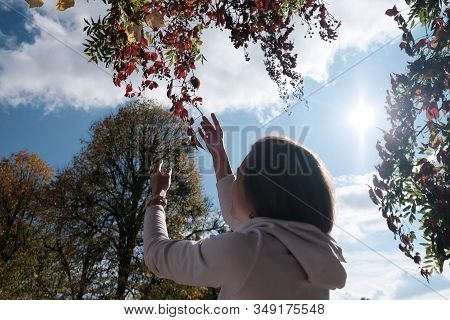Rear Side View Of A Caucasian Woman Picking The Tree Branch, Under The Shining Sun In The Sky During