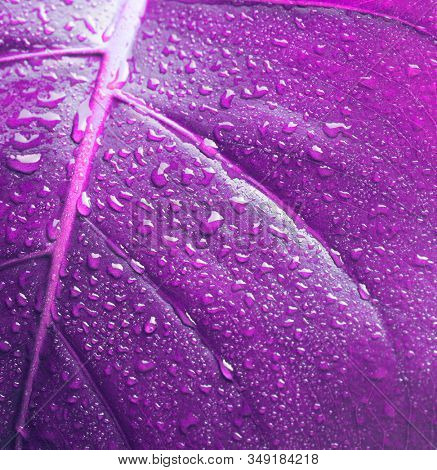 Violet laef with drops. Nature background. Saturation color.