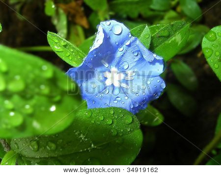 Natura