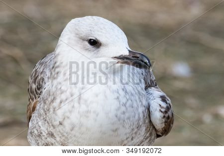 Photo Of Birds In Their Natural Habitat, The White Gull.