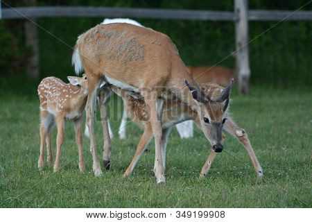 Poignant Summer Capture Of A Whitetail Deer Doe Nursing Two Spotted Fawns, Standing Still In A Grass