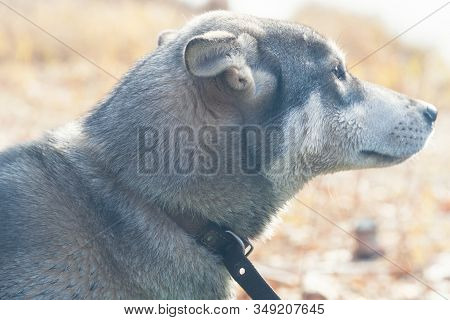 Portrait Of A Dog Breed West Siberian Laika