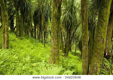 ต้นกะหล่ำปลี (Cordyline)