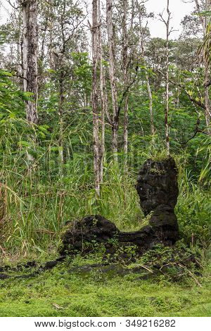 Leilani Estate, Hawaii, Usa. - January 14, 2020: Centuries Old Lying Lion Black Lava Tree In Green S