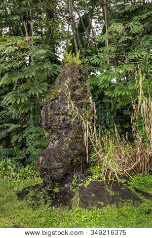 Leilani Estate, Hawaii, Usa. - January 14, 2020: Ferns Grow On Top Of Centuries Old Black Lava Tree 