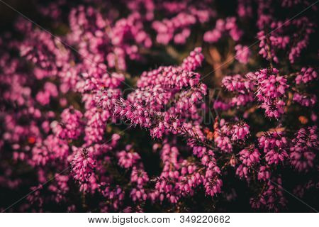 Beautiful Pink Summer Flowers In A Sunny Spring Garden