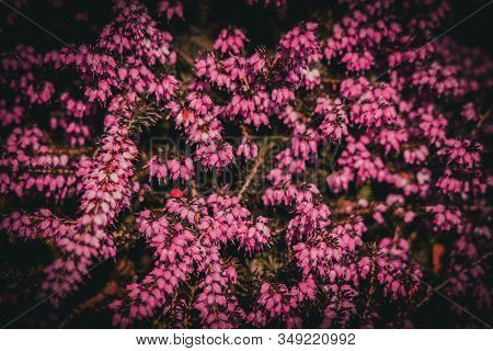 Beautiful Pink Summer Flowers In A Sunny Spring Garden