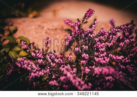 Beautiful Pink Summer Flowers In A Sunny Spring Garden
