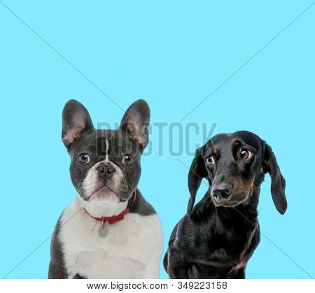 Dutiful French Bulldog wearing collar, looking forward and shy Tackel looking at it on blue background