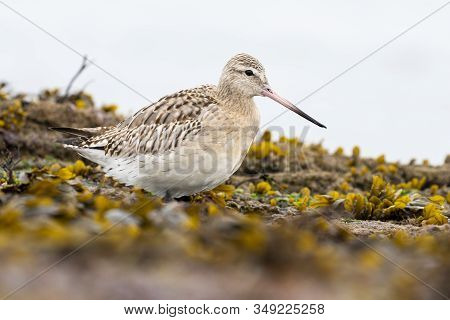 Snubber Bar Tail, Limosa Lapponica, Walking Between Rocks And Seaweed. Asturias, Spain