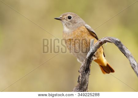 Common Redhead, Phoenicurus Phoenicurus, Perched On A Branch Against A Uniform Green Background