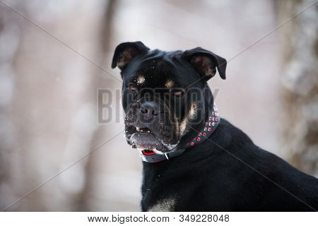 A Dog Of The Cadebo Breed, Black And Tan, In A Red Collar, In Winter, Opened Its Mouth