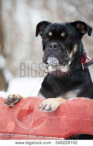 A Dog Of The Cadebo Breed, Black And Tan Color In Winter, Stained Nose In The Snow, Put Her Front Pa