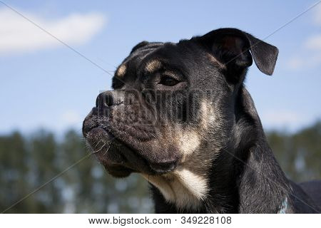 Cadebo Black And Red Tan Dog, Portrait Against A Blue Sky, In Summer, On A Sunny Day, Outdoors