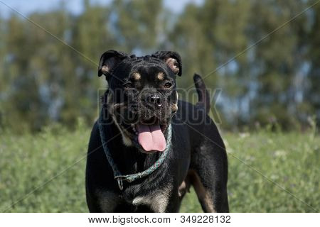Dog Breed Cadebo, Black And Tan In Summer Against A Background Of Green Grass Outdoors