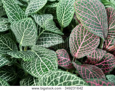 Green Leaves Fittonia With Contrasting White Or Pink Veins. Natural Green Background Leaves