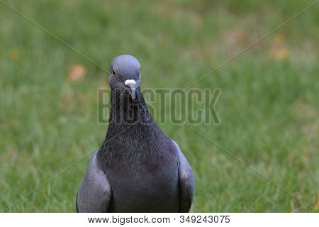 Close Up Shot Of Rock Pigeon, Rock Dove, Common Pigeon (columba Livia) In Backyard Walking On Green 