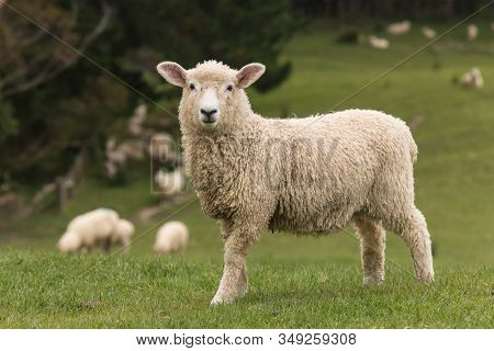 Closeup Of Alert Lamb With Flock Of Sheep Grazing In Background