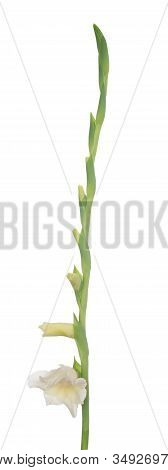 White Gladiolus Flower Isolated On White Background