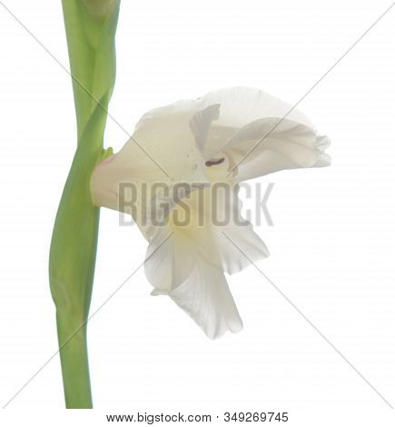 White Gladiolus Flower Isolated On White Background