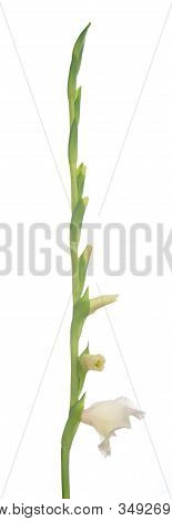 White Gladiolus Flower Isolated On White Background