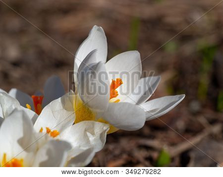 Group Of Blooming White Crocus In Spring