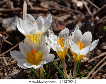 Group Of Blooming White Crocus In Spring