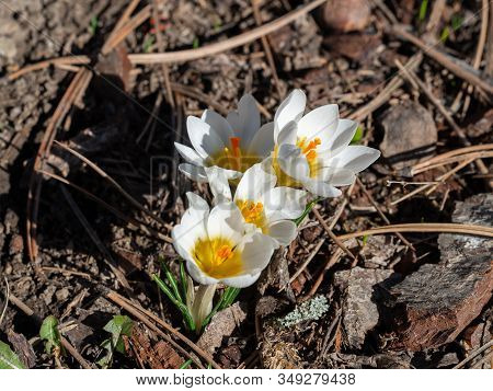 Group Of Blooming White Crocus In Spring