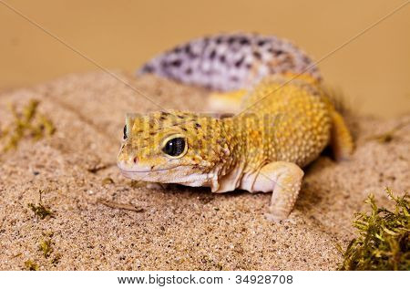 Fett Tailed Gecko
