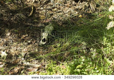 Remains Of An Animal In The Form Of A Skull With Empty Eye Orbit In The Forest On The Ground
